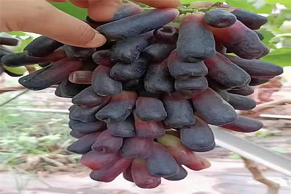 公司產品